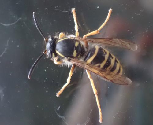 Réf. 314 635 : Dolichovespula saxonica
